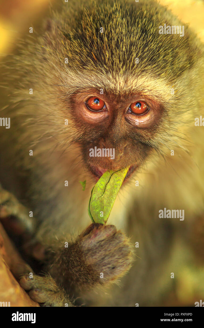 Portrait d'un singe, Chlorocebus pygerythrus, un singe de la famille tout en mangeant des Thraupidae. Le Parc National Kruger, Afrique du Sud. Tir vertical. Vue de face. Banque D'Images