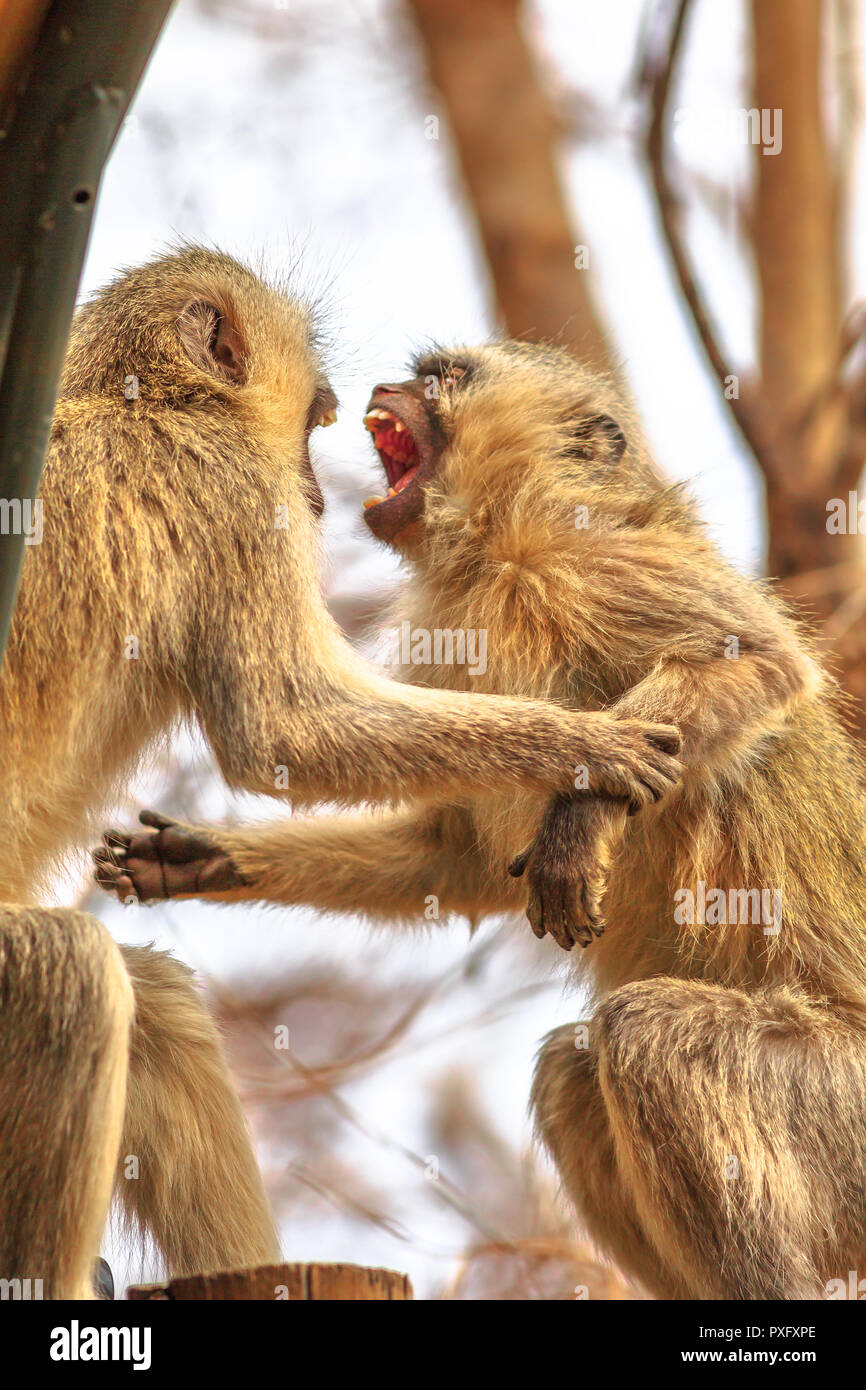 Deux singes vervet en colère avec une bouche ouverte lutte pour le leadership. Le singe, Chlorocebus pygerythrus, est de la famille des Thraupidae. Le Parc National Kruger, Afrique du Sud. Banque D'Images