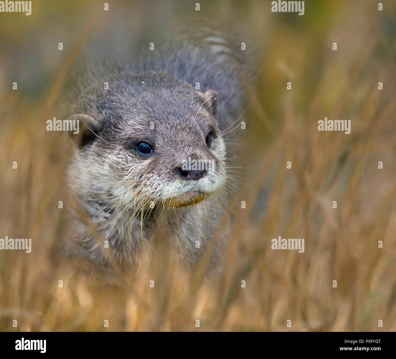 Petit loutre asiatique Aonyx cinereus Banque D'Images