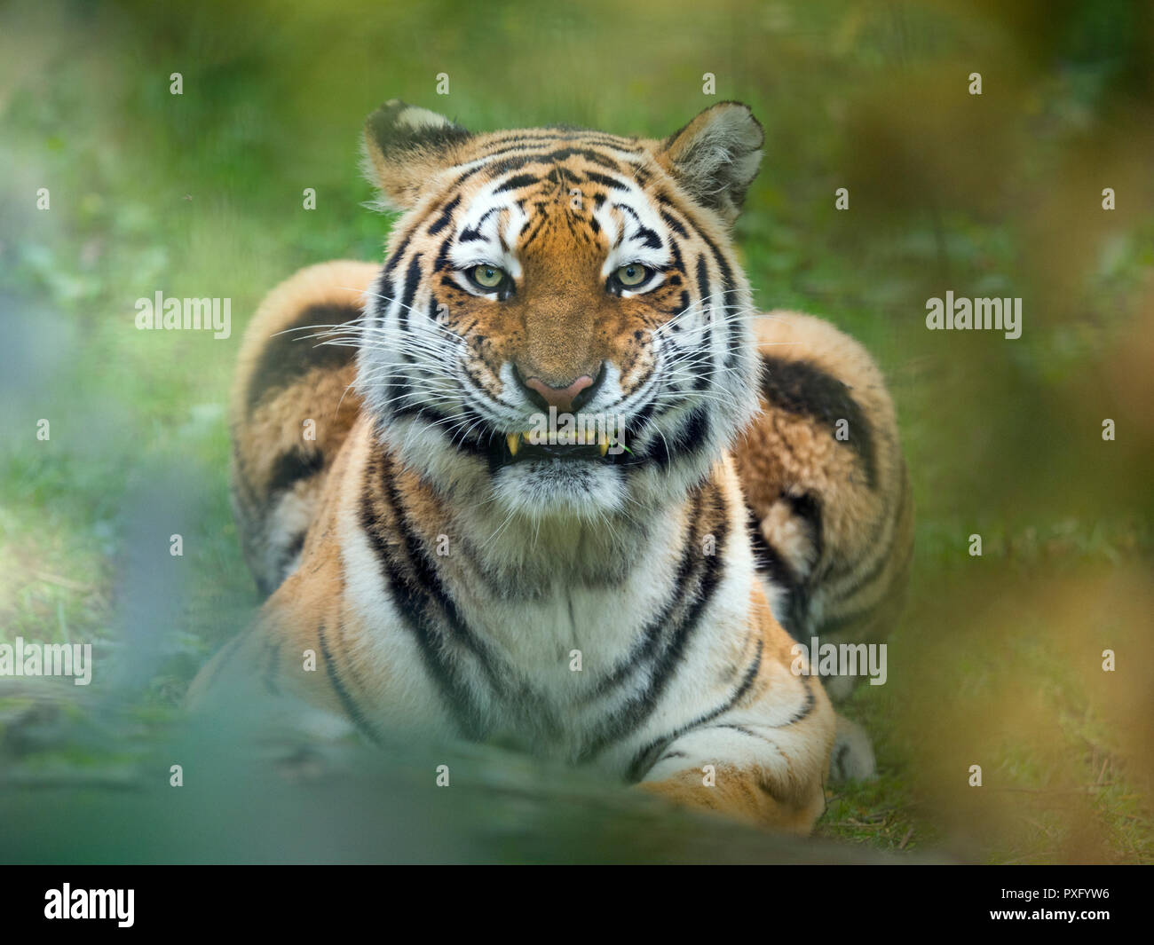 Tigre sibérien Panthera tigris tigris ou arracheur de tigre d'Amour Banque D'Images
