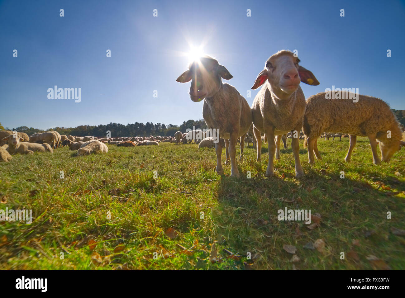 Schafe beim Weiden auf der Wiese - Schafsherde Kalscheurer Am Weiher Banque D'Images