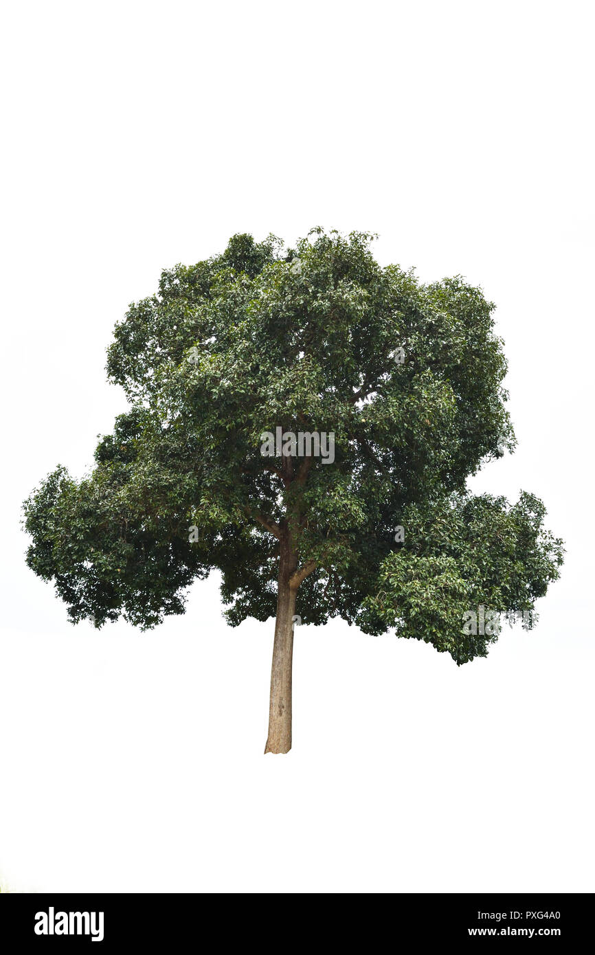 Plante vivace isoler sur fond blanc , arbre tropical avec tronc marron et vert bush Banque D'Images