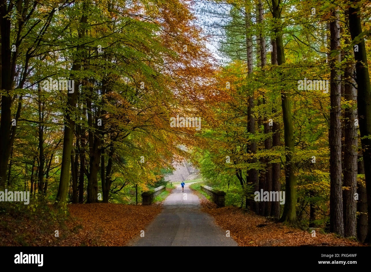 Un homme qui court sur une route à l'automne dans le Peak District, UK Banque D'Images