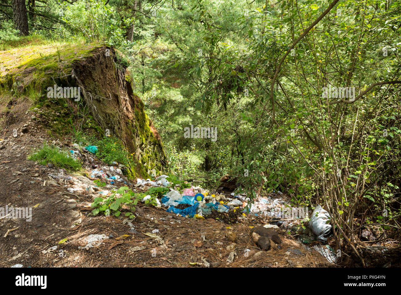 Les déchets déversés dans les bois Banque D'Images