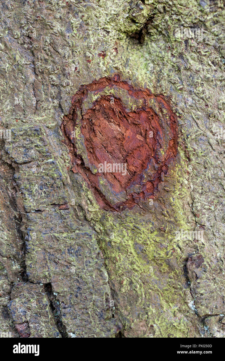 Amour coeur Forme sculptée dans l'écorce des arbres, England, UK Banque D'Images