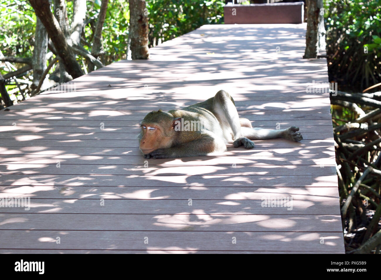 Singe velu d'or dormir sur pont de bois dans la forêt de mangrove, les macaques à longue queue, le crabe-eating macaque à Khao Sam Roi Yot National Park, Thaïlande Banque D'Images