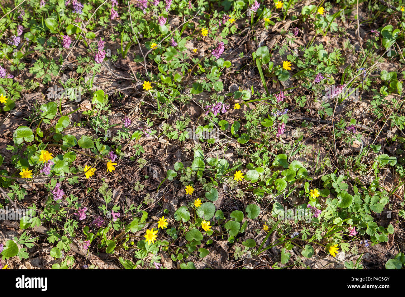 Vue Générale De La Plante à Fleurs Corydalis Solida Et