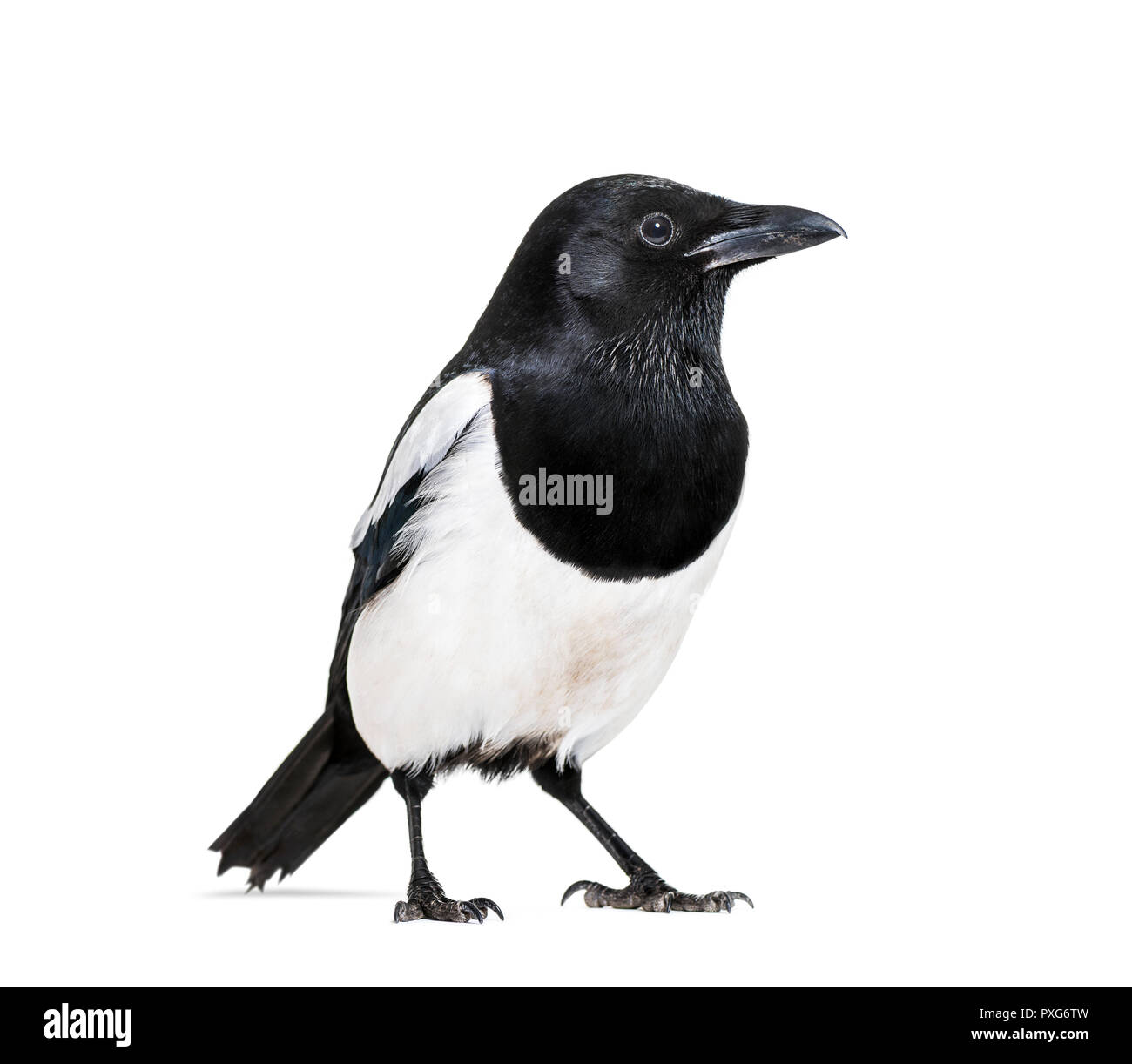 Magpie commune, Pica pica, in front of white background Banque D'Images