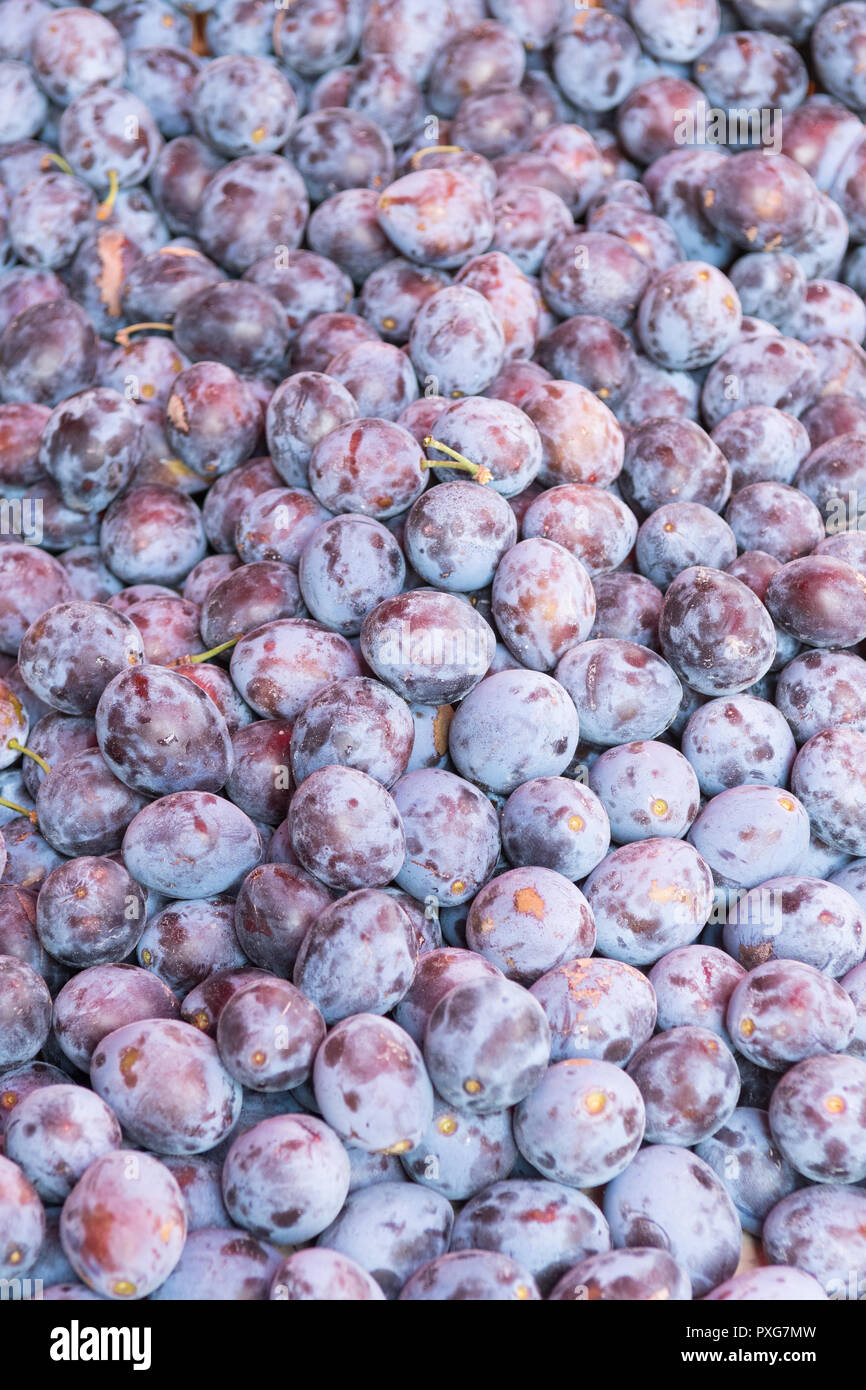 Prunes - Prunus domestica - contexte Banque D'Images