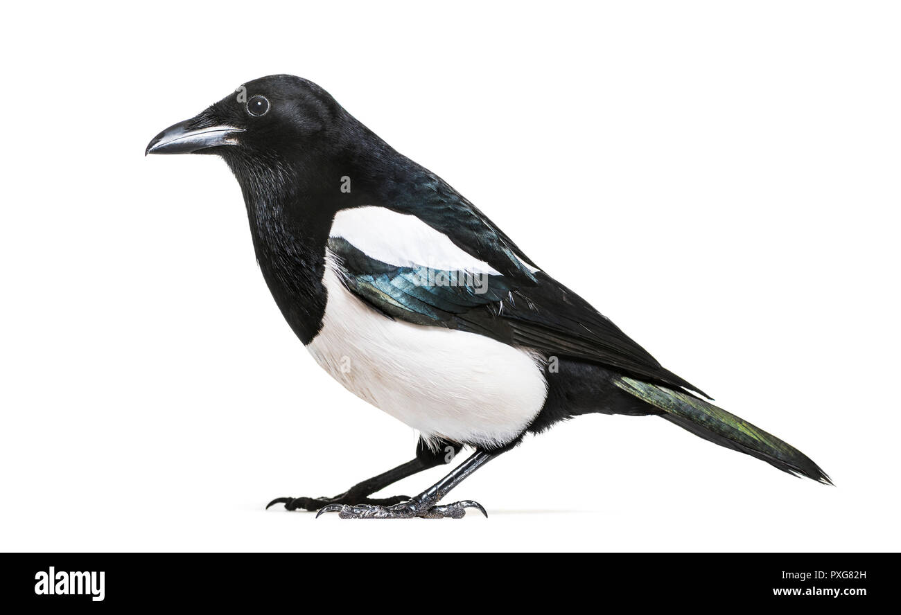 Magpie commune, Pica pica, in front of white background Banque D'Images