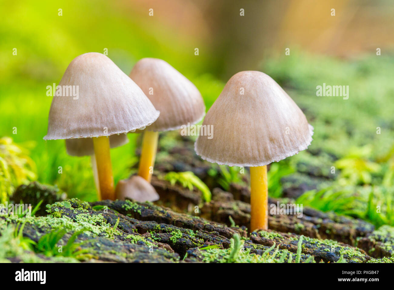 Groupe de petits champignons avec tiges jaunes dans la forêt Banque D'Images