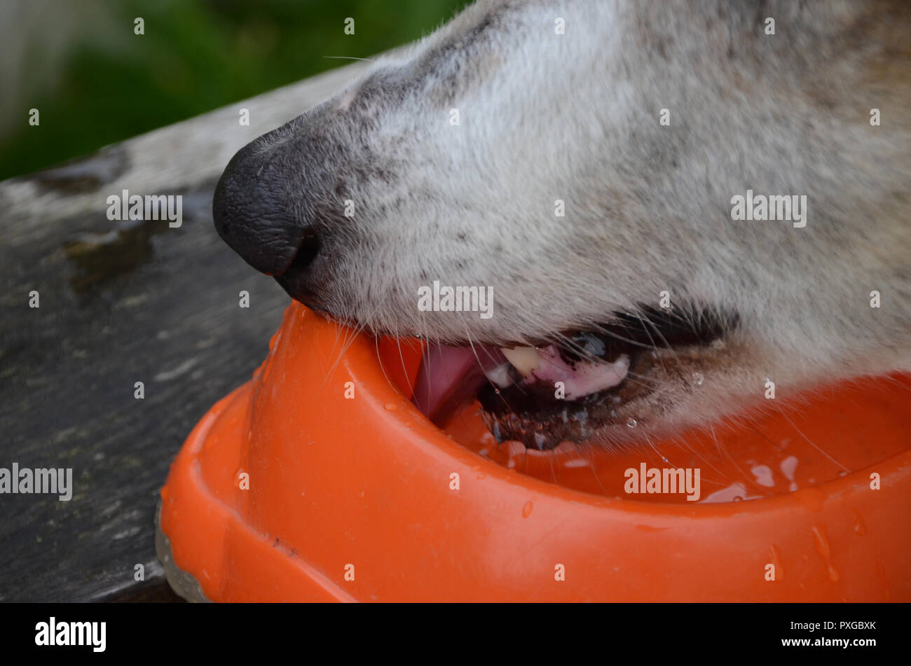Gros plan du chien d'eau potable à partir d'un bol, avec le nez penché sur le bol de rim. . Banque D'Images
