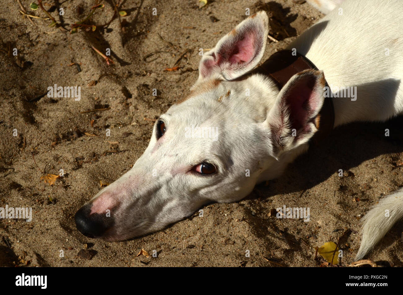Mix Podenco blanc chien laus dans le sable looking at camera Banque D'Images