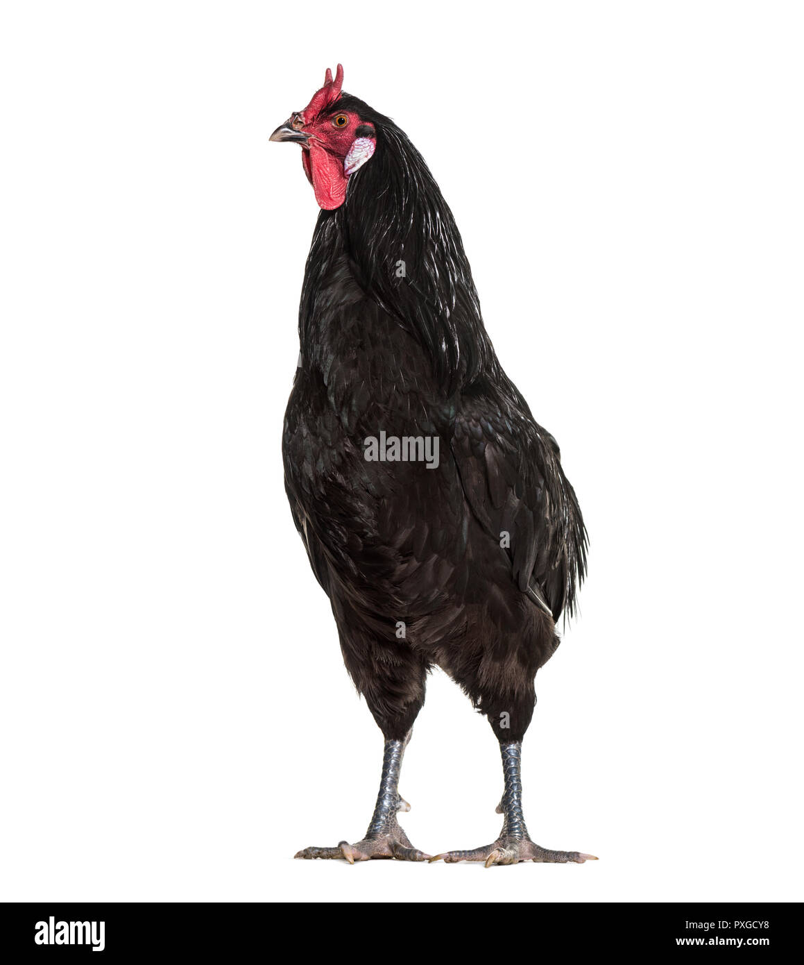 La Fleche chicken standing against white background Banque D'Images