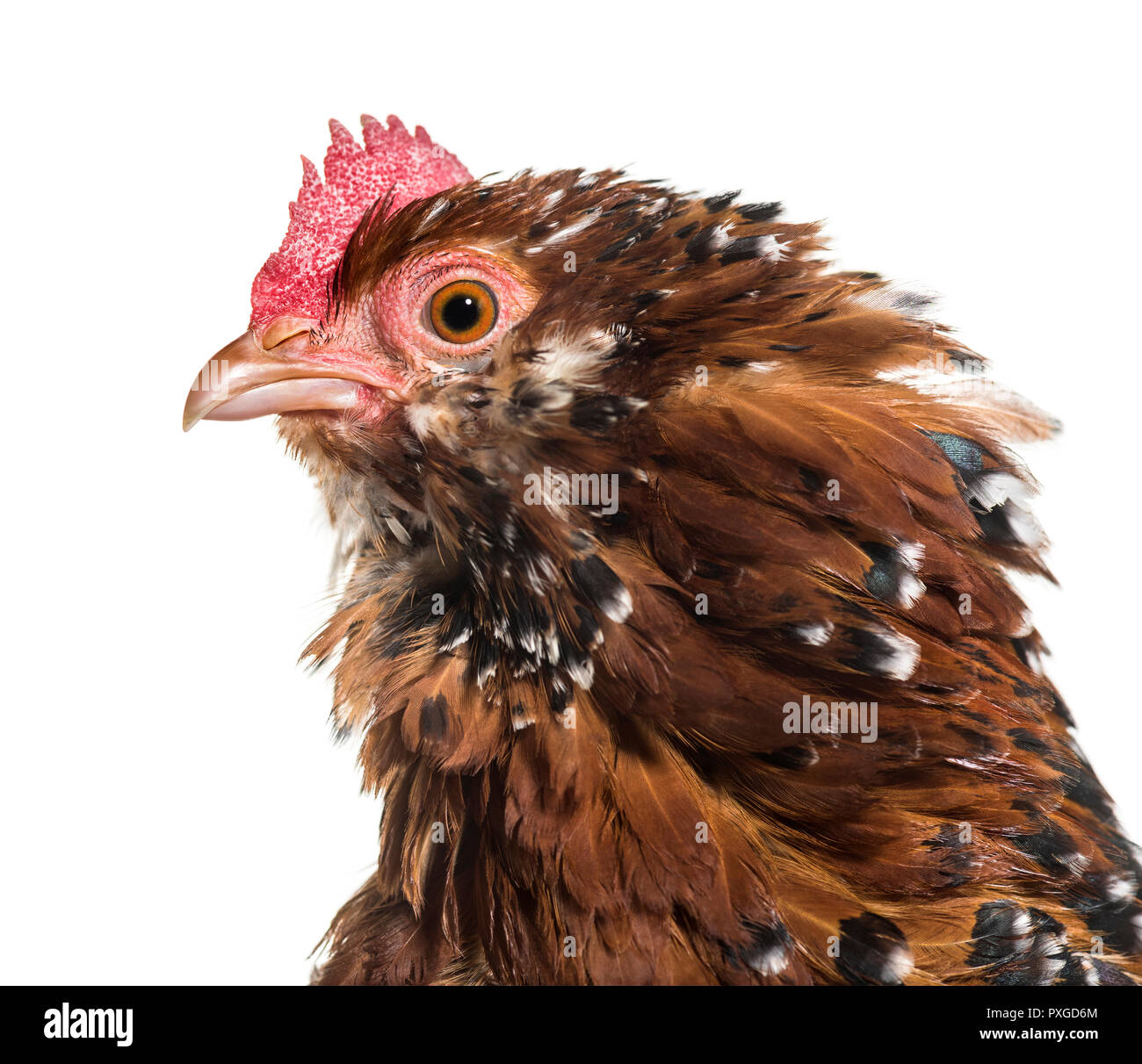 Le barbu d'Uccle ou belge d'Uccle hen, Close up against white background Banque D'Images