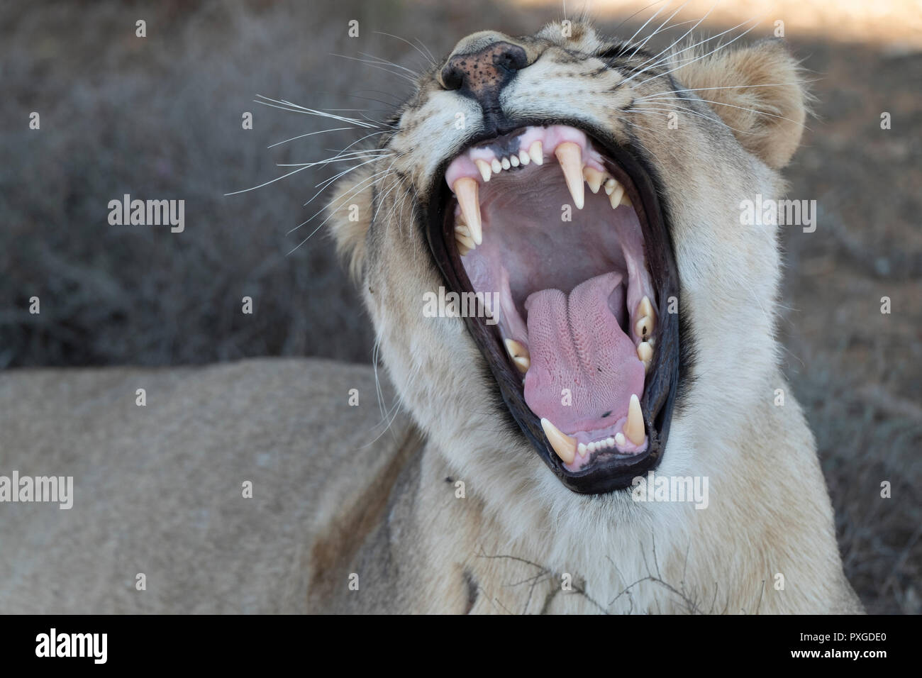 Grande bouche bailler - lionne d'Afrique Banque D'Images