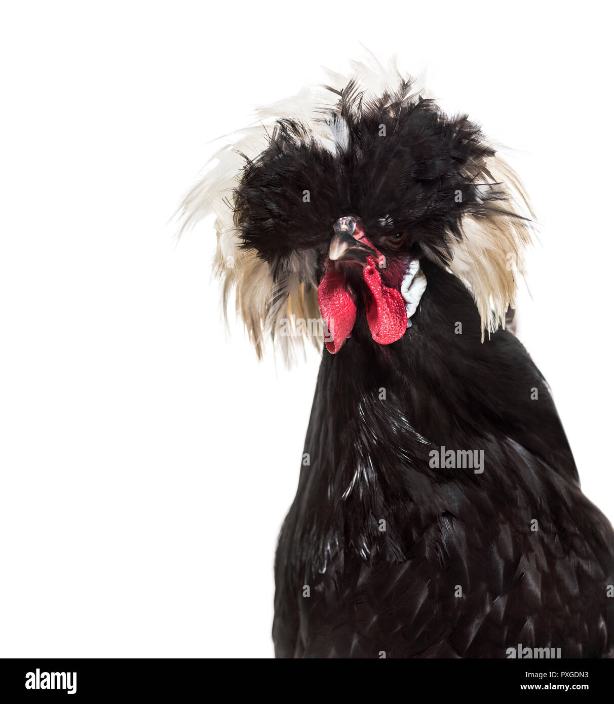 Dutch Rooster against white background Banque D'Images