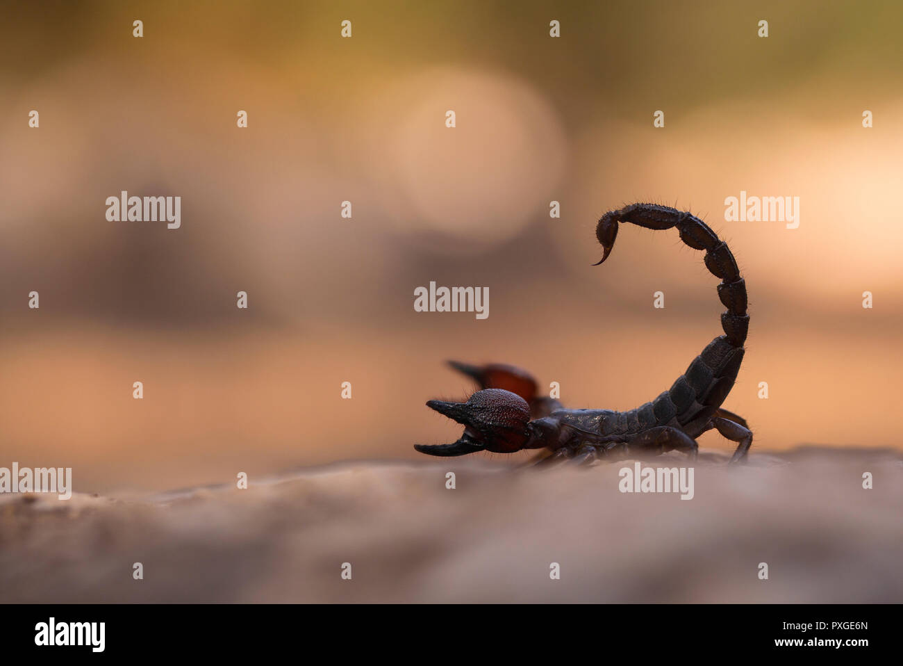 Scorpion noir israélien (Scorpio maurus fuscus) AKA Scorpion d'or israélien sur une dune de sable photographiés en Israël en août de l'été Banque D'Images