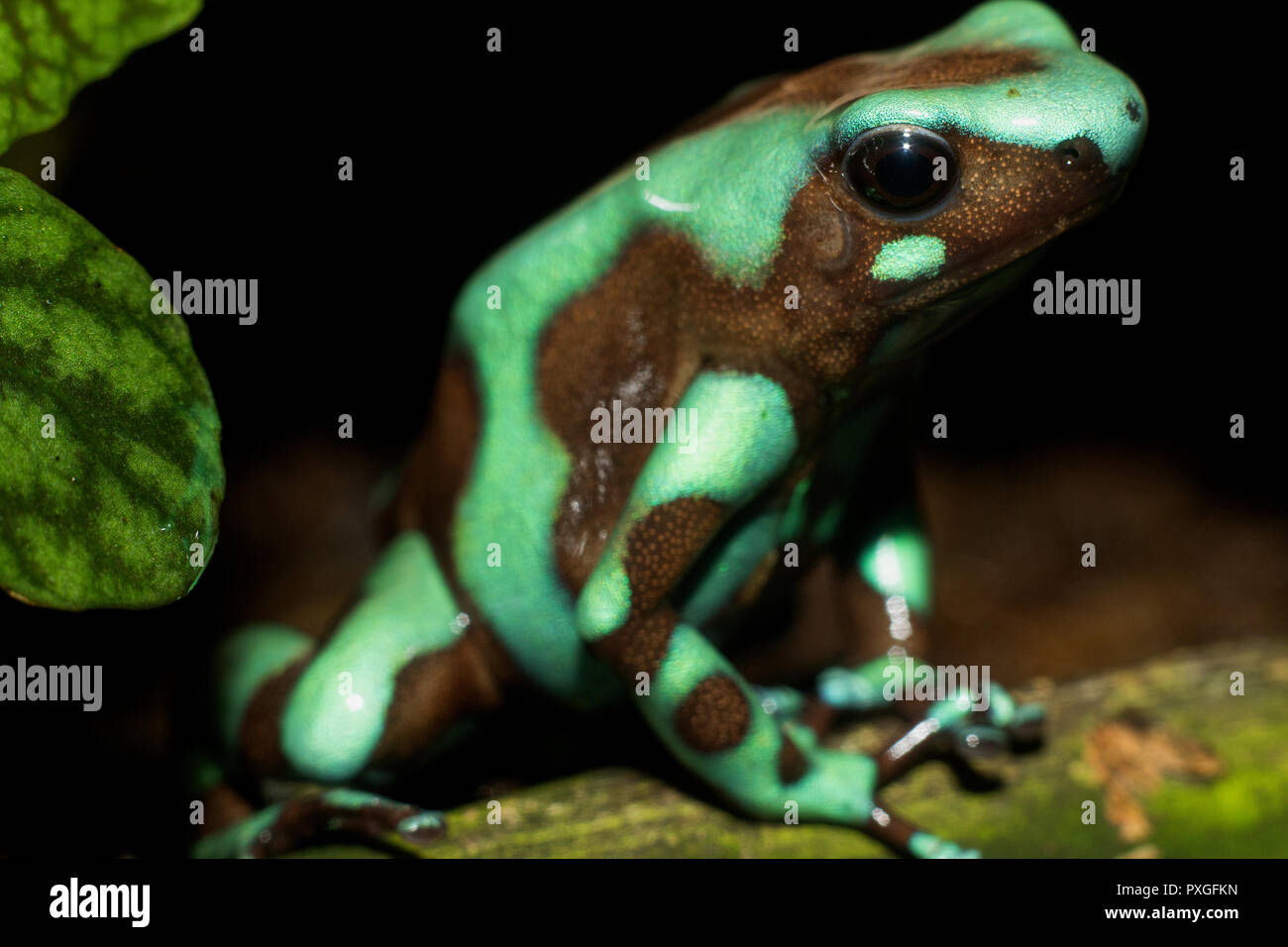 Green and Black Poison Dart Frog (Dendrobates auratus) Banque D'Images