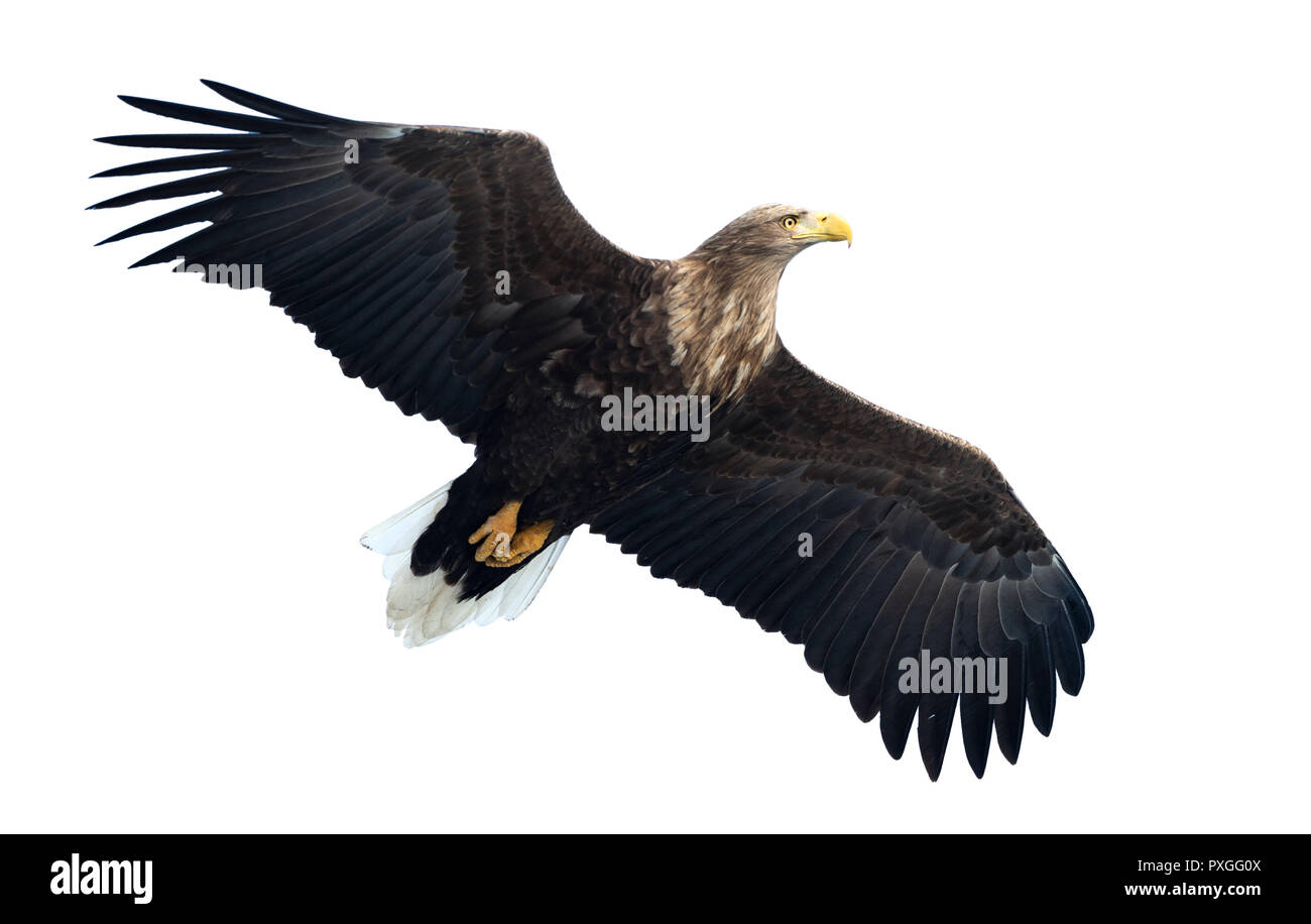 Blanc adultes queue blanche en vol. Isolé sur fond blanc. Nom scientifique : Haliaeetus albicilla, également connu sous le nom de l'ern, erne, gray eagle, Eura Banque D'Images