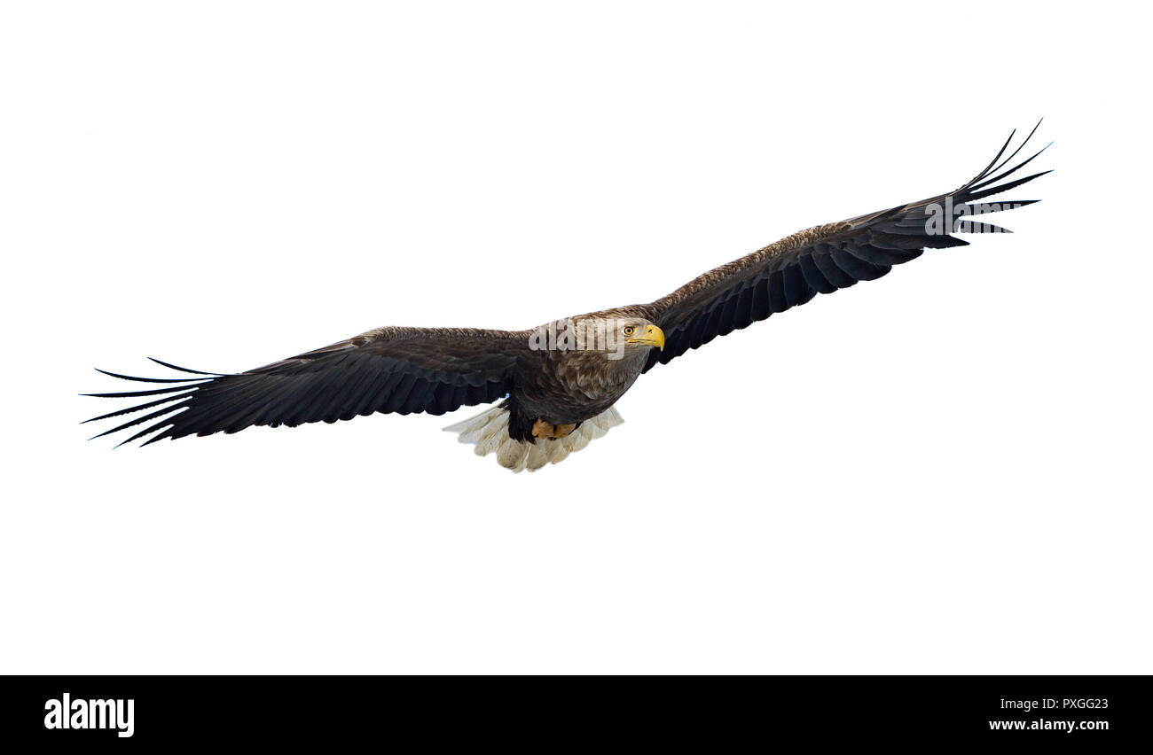 Blanc adultes queue blanche en vol. Isolé sur fond blanc. Nom scientifique : Haliaeetus albicilla, également connu sous le nom de l'ern, erne, gray eagle, Eura Banque D'Images
