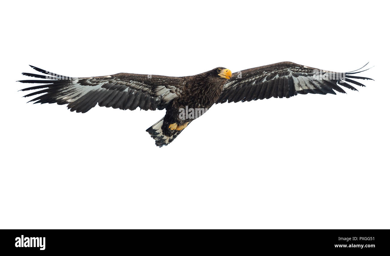 L'aigle de mer de Steller juvénile en vol . Nom scientifique : Haliaeetus pelagicus. Isolé sur blanc. Arrière-plan blanc. Banque D'Images