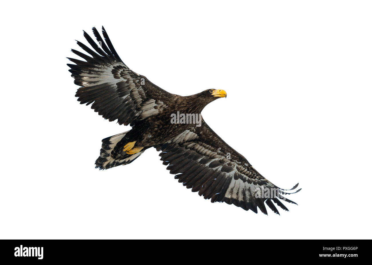 L'aigle de mer de Steller juvénile en vol . Nom scientifique : Haliaeetus pelagicus. Isolé sur blanc. Arrière-plan blanc. Banque D'Images