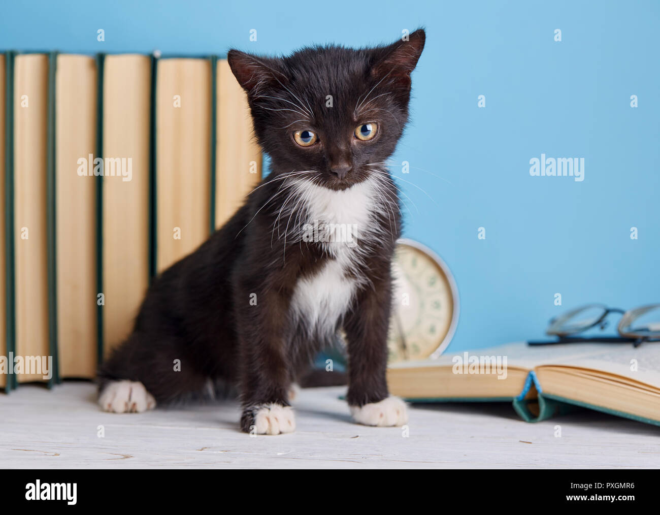 Chaton Scientifique Sur La Table Chaton Noir Et Blanc Sur La Table Sur Un Fond Bleu Photo Stock Alamy