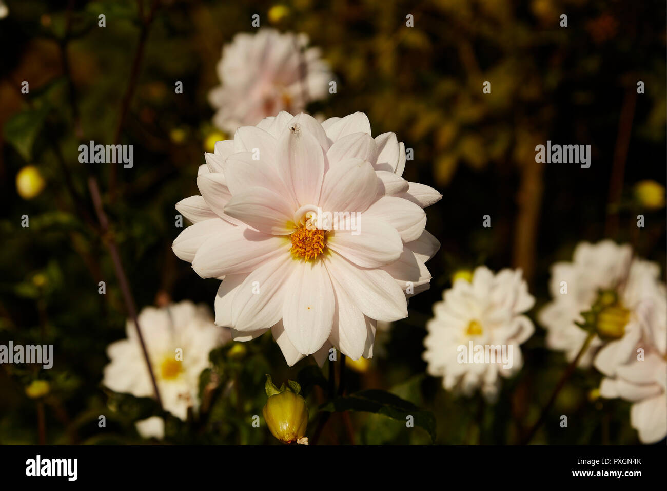 Dahlia,années d'argent,dans un jardin frontière avec un arrière-plan flou Banque D'Images