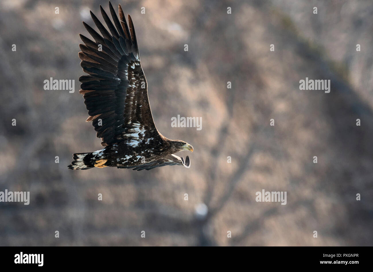 Queue blanche blanc juvénile en vol. La pente de la montagne dans l'arrière-plan. Nom scientifique : Haliaeetus albicilla, également connu sous le nom de l'ern, erne Banque D'Images