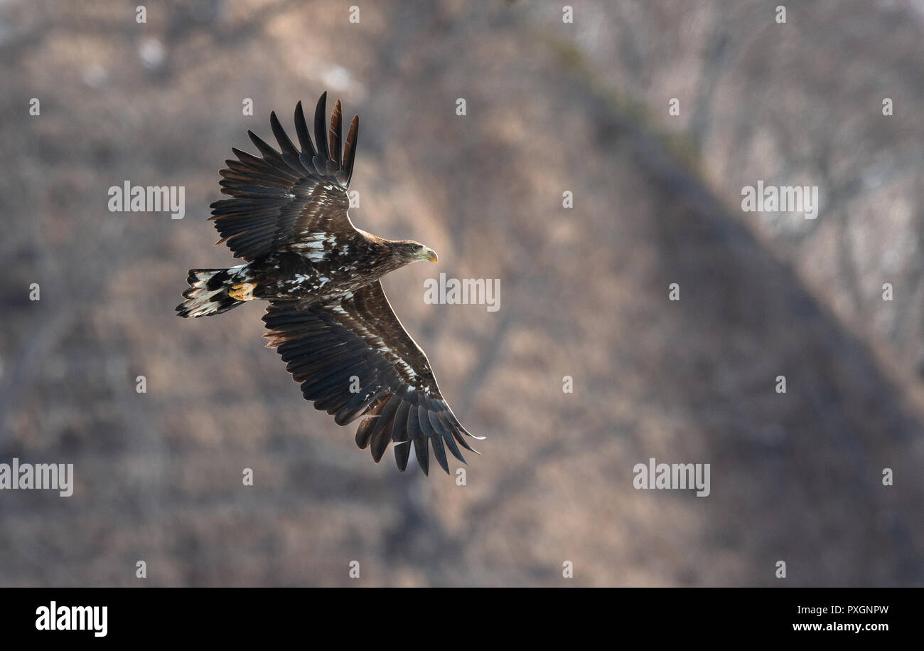 Queue blanche blanc juvénile en vol. La pente de la montagne dans l'arrière-plan. Nom scientifique : Haliaeetus albicilla, également connu sous le nom de l'ern, erne Banque D'Images