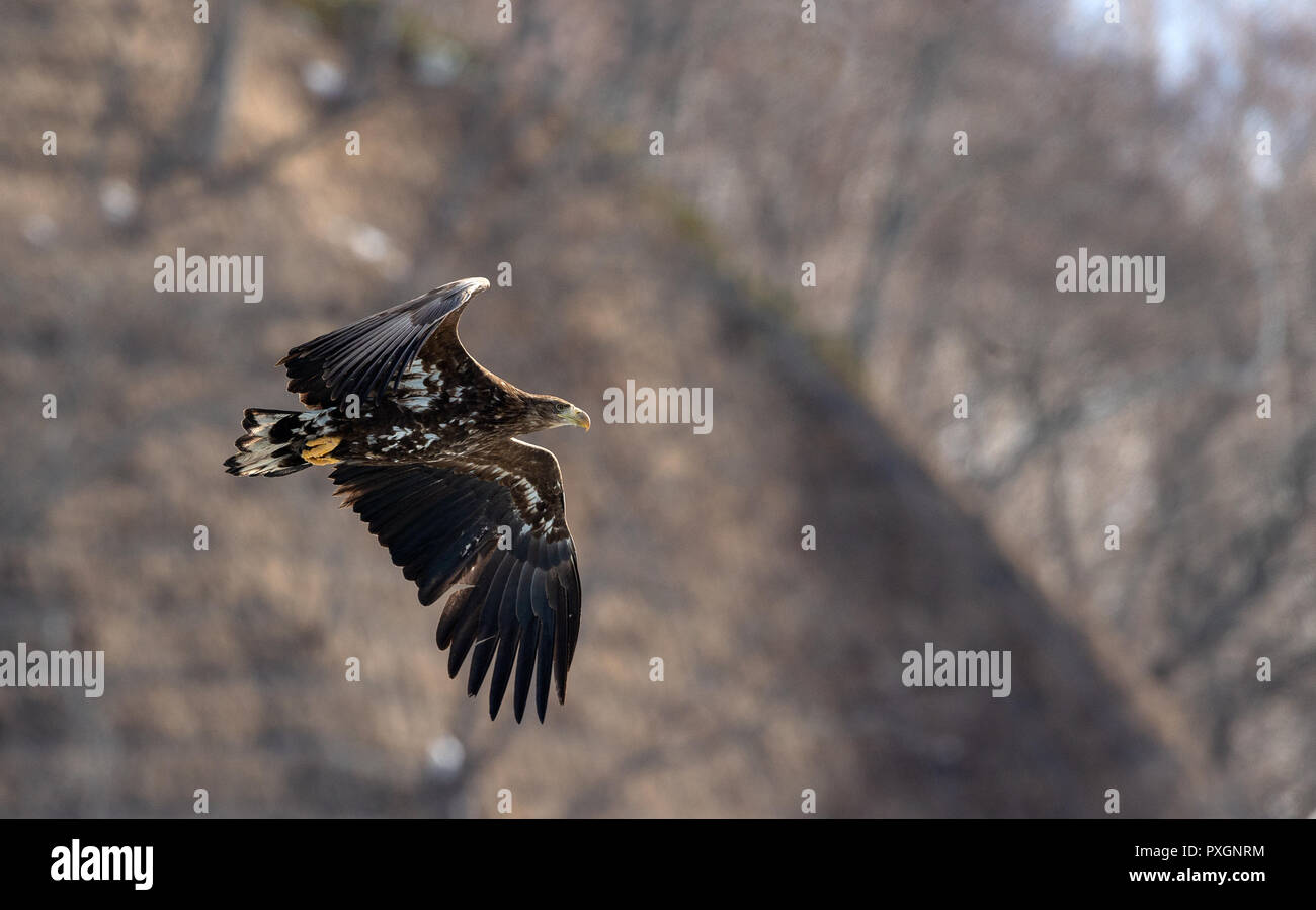 Queue blanche blanc juvénile en vol. La pente de la montagne dans l'arrière-plan. Nom scientifique : Haliaeetus albicilla, également connu sous le nom de l'ern, erne Banque D'Images