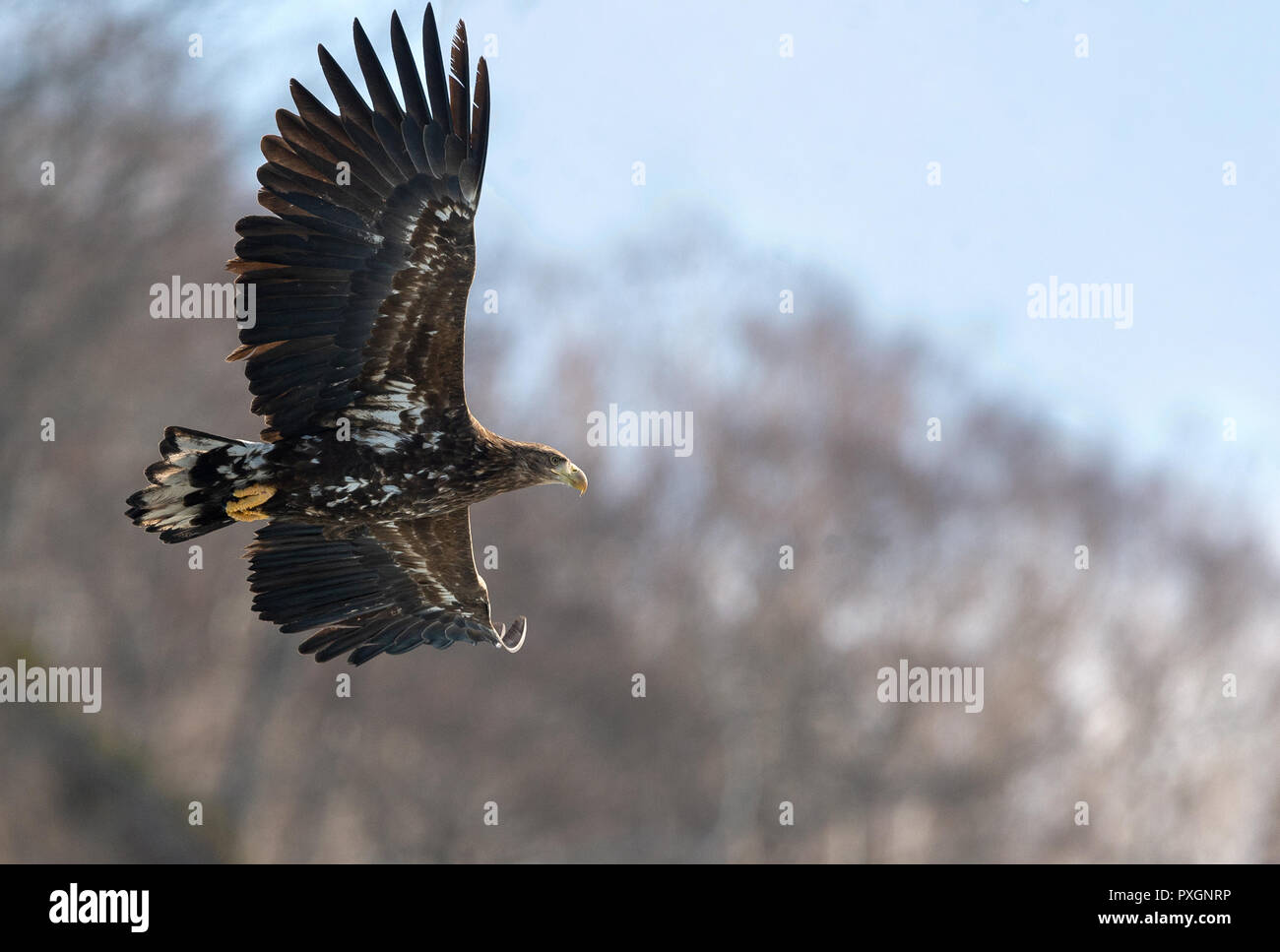 Queue blanche blanc juvénile en vol. La pente de la montagne dans l'arrière-plan. Nom scientifique : Haliaeetus albicilla, également connu sous le nom de l'ern, erne Banque D'Images