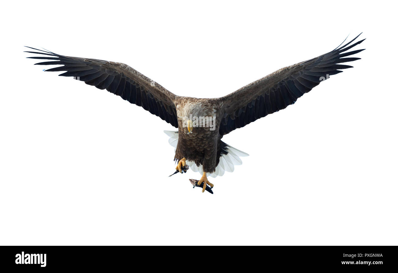 À queue blanche adultes avec des poissons en vol. Isolé sur fond blanc. Nom scientifique : (Haliaeetus albicilla), l'ern, erne, gray eagle, Eurasien Banque D'Images