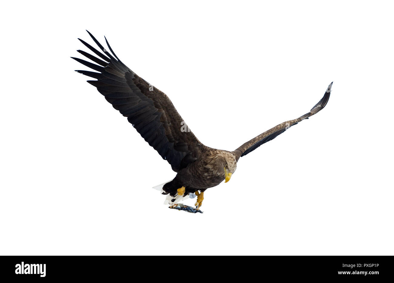 À queue blanche adultes avec des poissons en vol. Isolé sur fond blanc. Nom scientifique : (Haliaeetus albicilla), l'ern, erne, gray eagle, Eurasien Banque D'Images