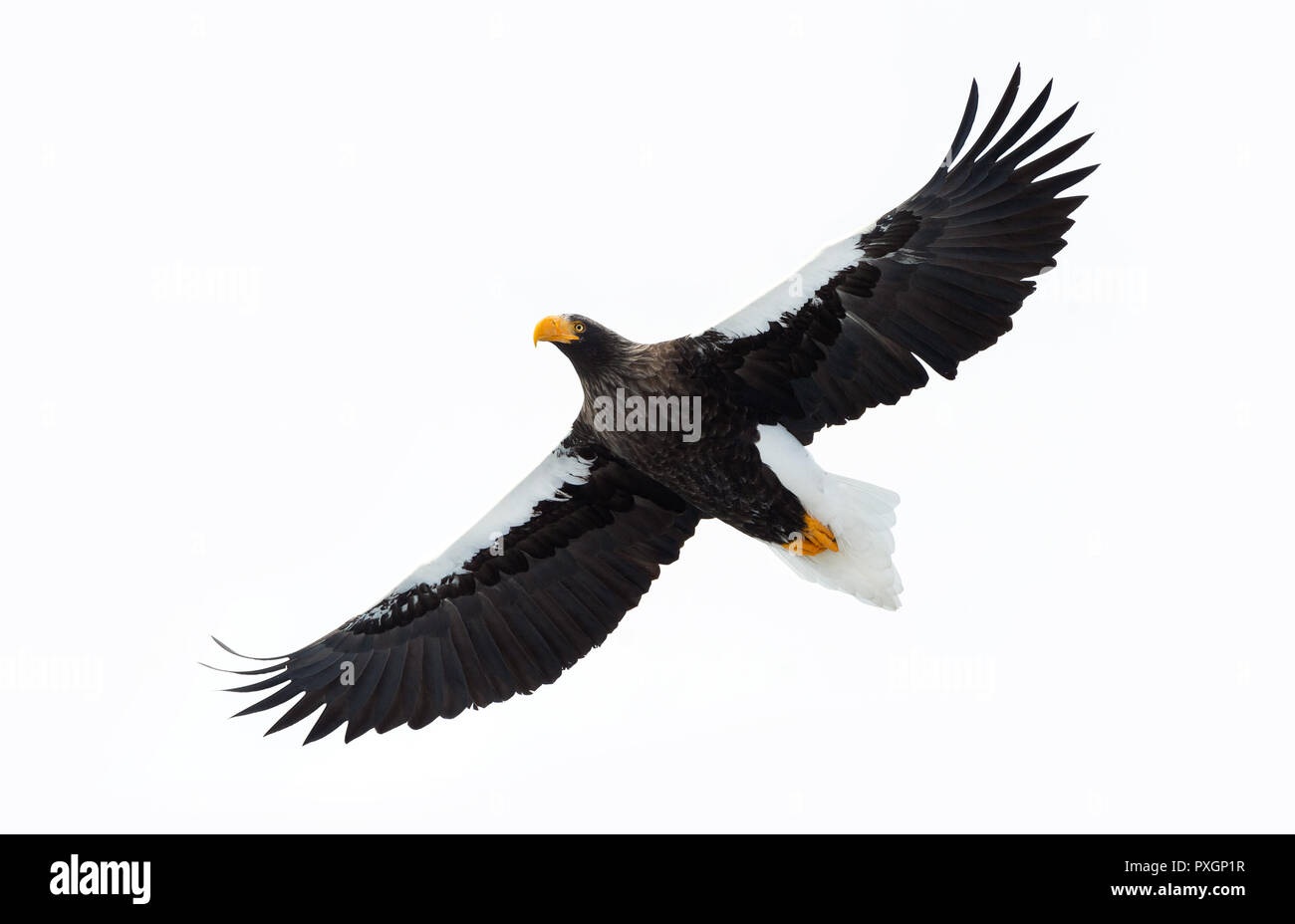 L'aigle de mer de Steller adultes en vol. Isolé sur fond blanc. Nom scientifique : Haliaeetus pelagicus. L'habitat naturel. Saison d'hiver. Banque D'Images