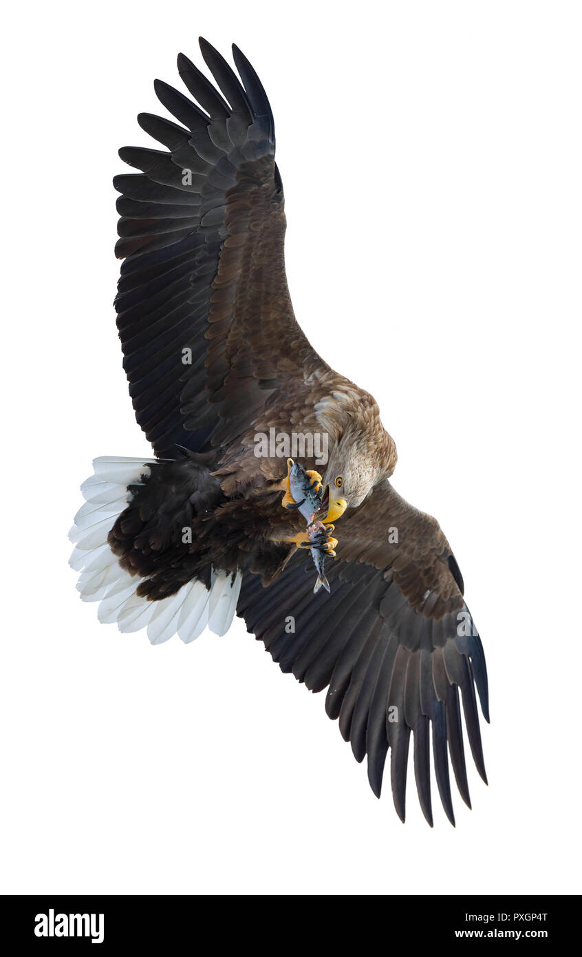 À queue blanche adultes avec des poissons en vol. Isolé sur fond blanc. Nom scientifique : (Haliaeetus albicilla), l'ern, erne, gray eagle, Eurasien Banque D'Images