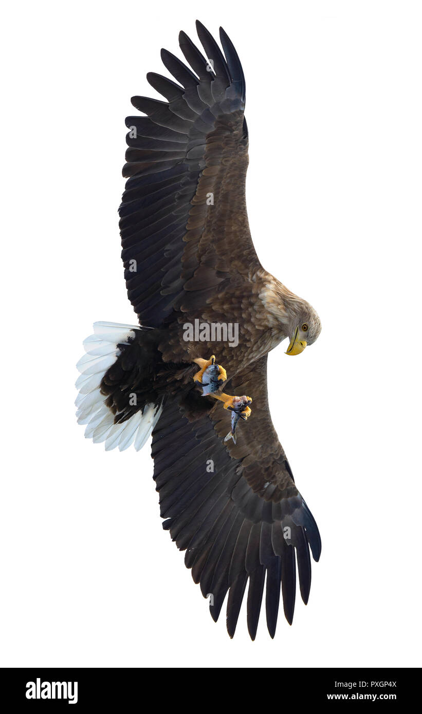 À queue blanche adultes avec des poissons en vol. Isolé sur fond blanc. Nom scientifique : (Haliaeetus albicilla), l'ern, erne, gray eagle, Eurasien Banque D'Images