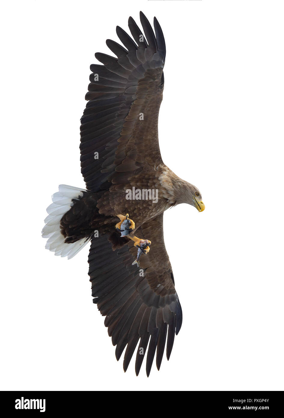 À queue blanche adultes avec des poissons en vol. Isolé sur fond blanc. Nom scientifique : (Haliaeetus albicilla), l'ern, erne, gray eagle, Eurasien Banque D'Images