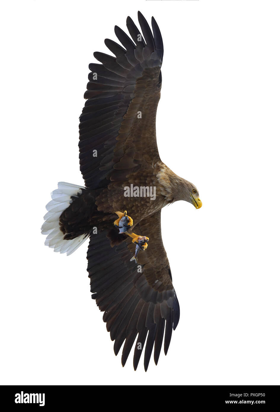 À queue blanche adultes avec des poissons en vol. Isolé sur fond blanc. Nom scientifique : (Haliaeetus albicilla), l'ern, erne, gray eagle, Eurasien Banque D'Images