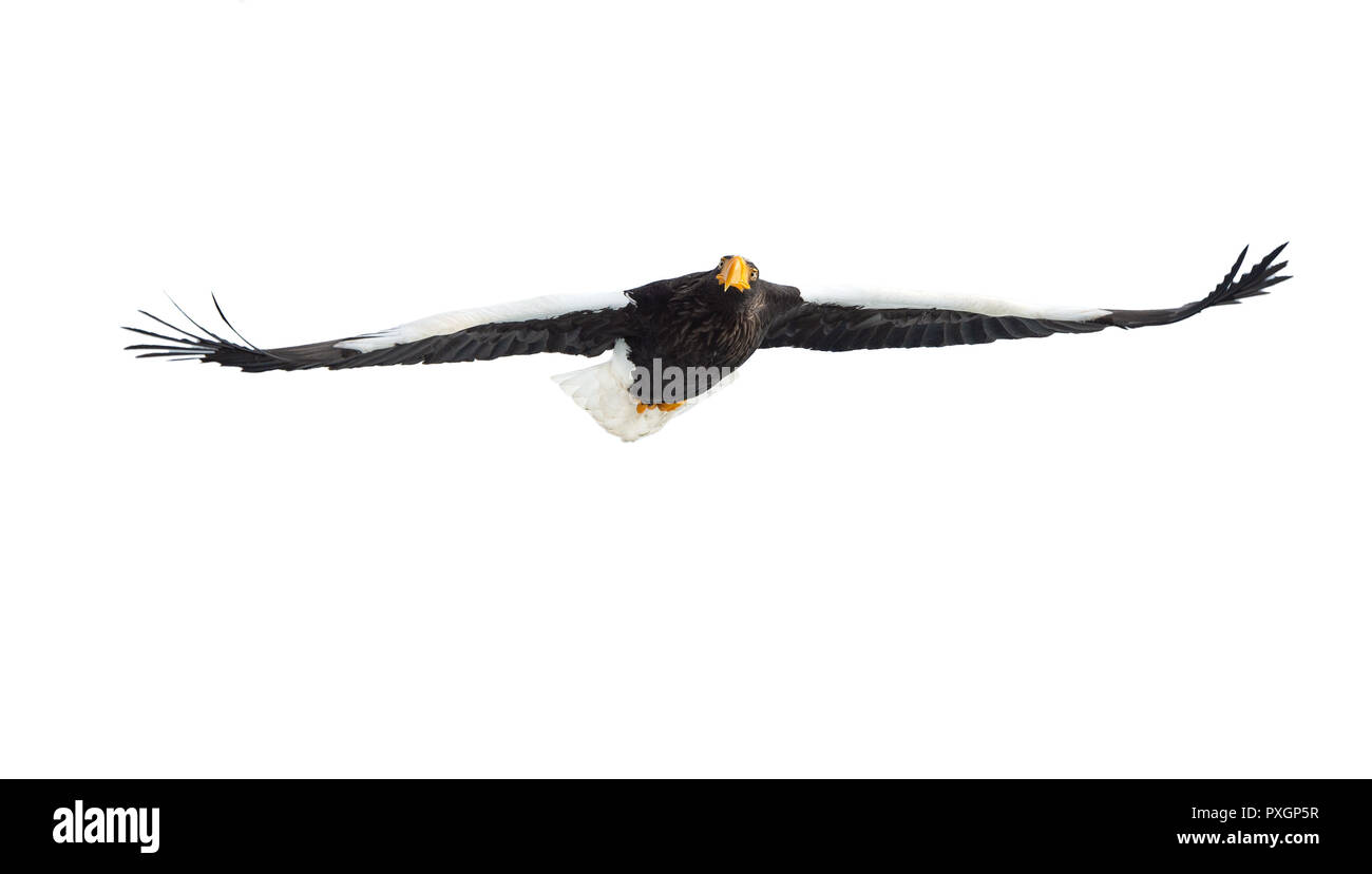 L'aigle de mer de Steller adultes en vol. Isolé sur fond blanc. Nom scientifique : Haliaeetus pelagicus. L'habitat naturel. Saison d'hiver. Banque D'Images