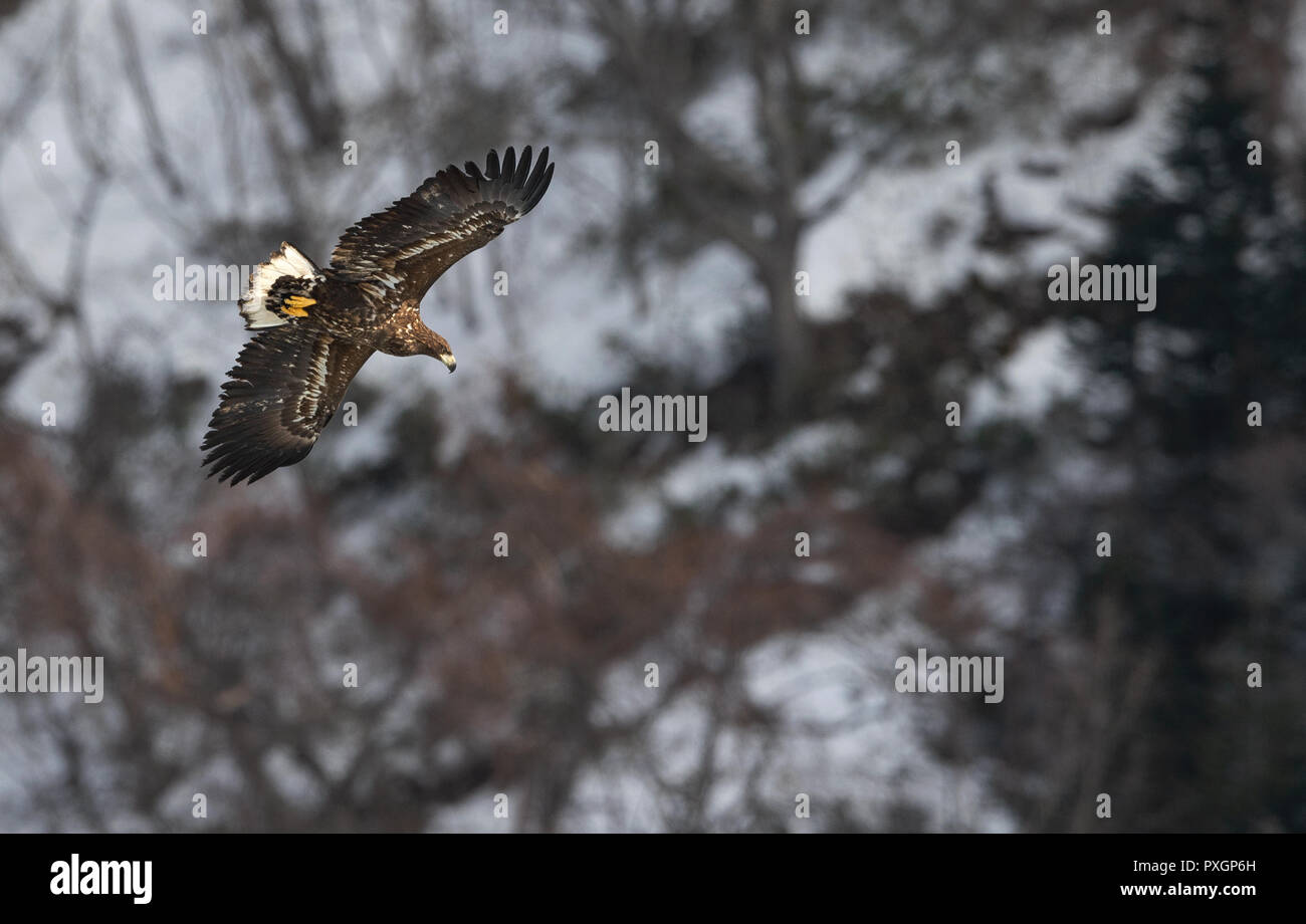 Queue blanche blanc juvénile en vol. La pente de la montagne dans l'arrière-plan. Nom scientifique : Haliaeetus albicilla, également connu sous le nom de l'ern, erne Banque D'Images