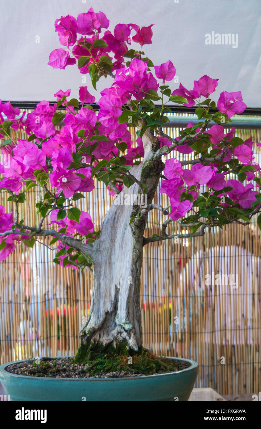 Bougainvillea bonsai Banque de photographies et d'images à haute résolution  - Alamy