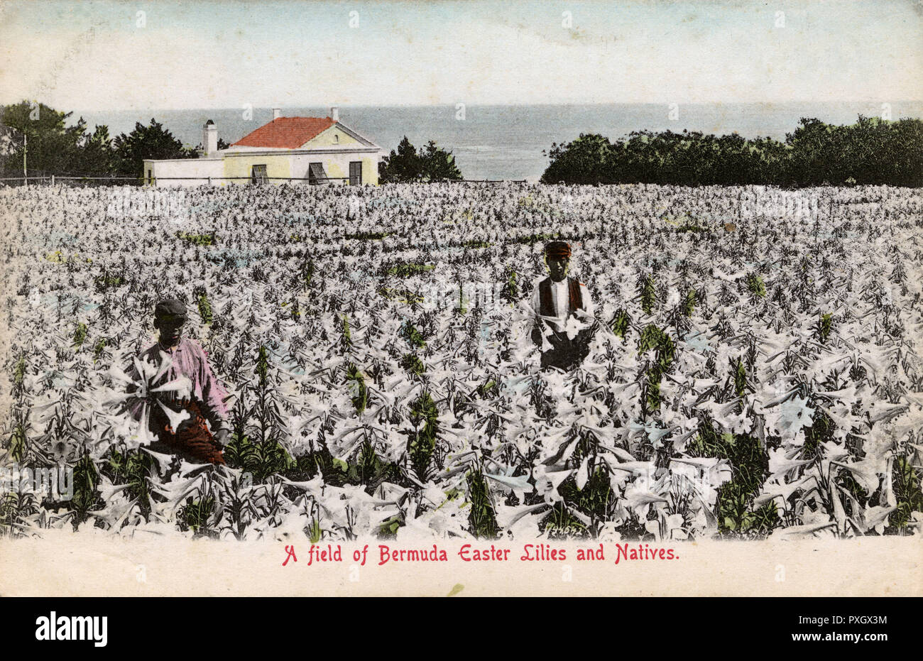 Easter Lily Field à Bloom, Bermudes Banque D'Images