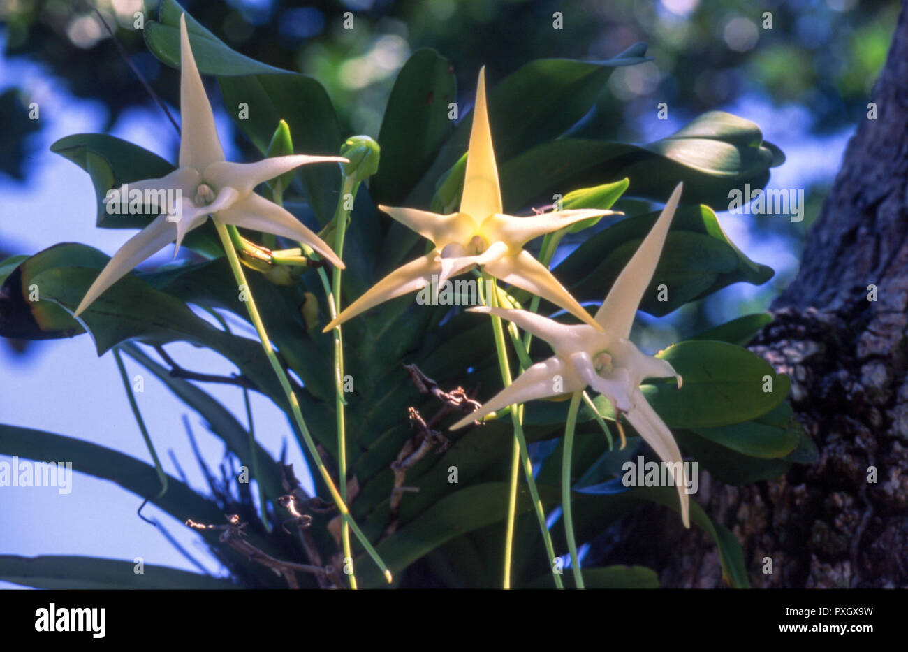 Darwin's orchid (Angrecum sesquipedale), l'île aux Nattes, Madagascar, Afrique Banque D'Images