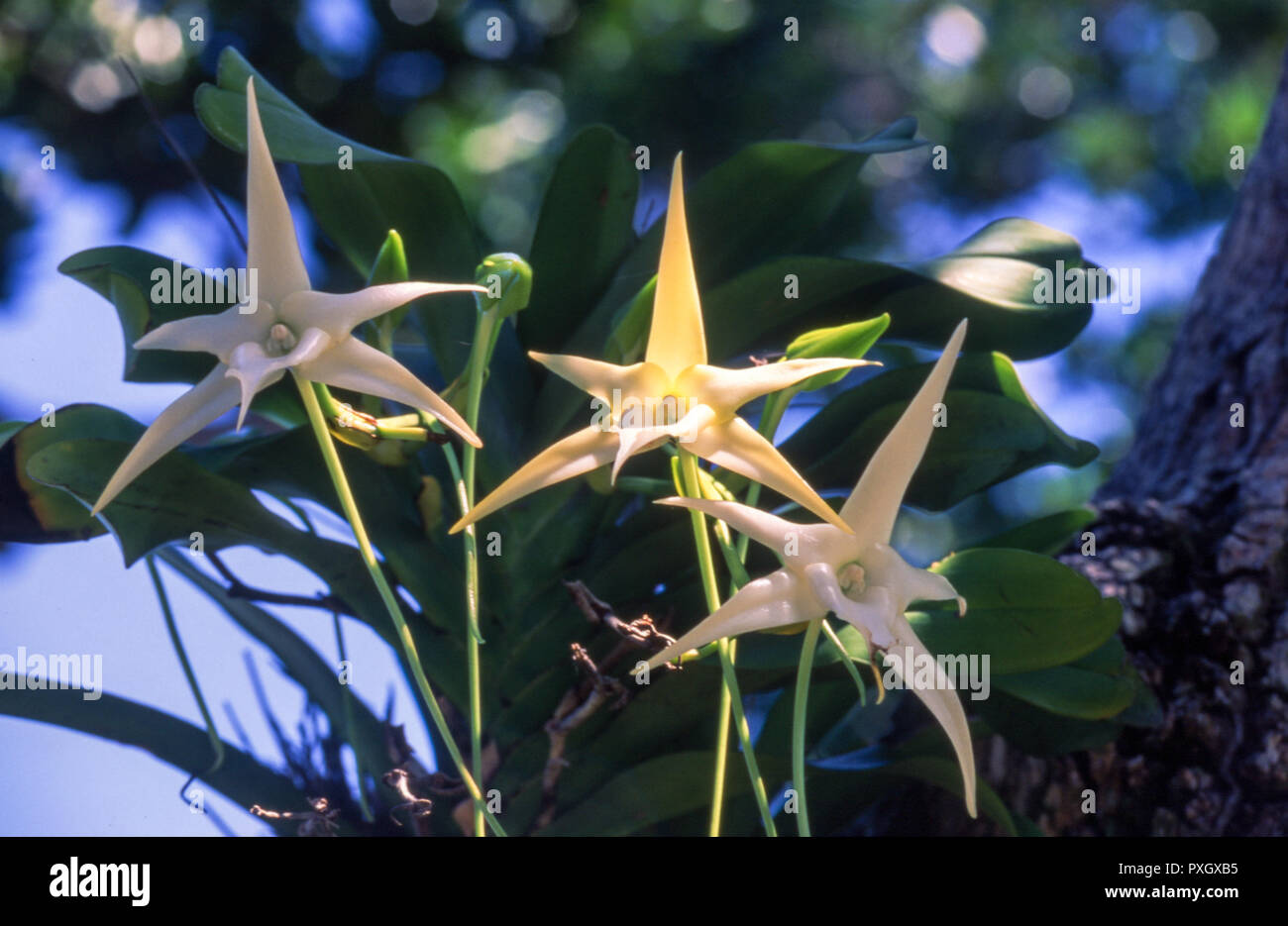 Darwin's orchid (Angrecum sesquipedale), l'île aux Nattes, Madagascar, Afrique Banque D'Images