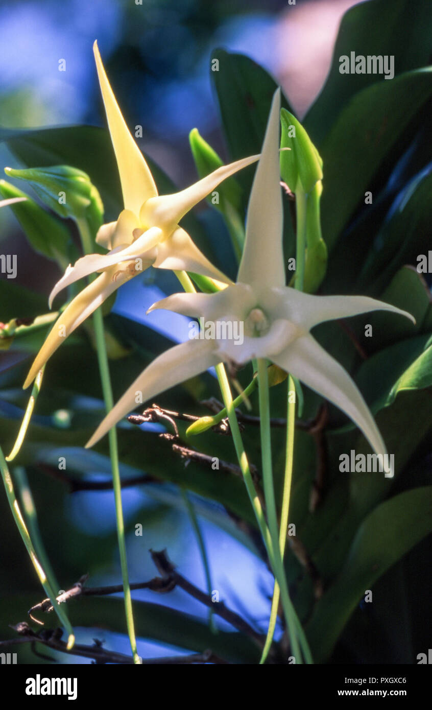 Darwin's orchid (Angrecum sesquipedale), l'île aux Nattes, Madagascar, Afrique Banque D'Images