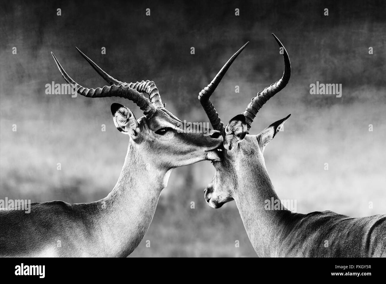 Impala l'affection ( Aepyceros melampus ) deux hommes impala a un moment intime pendant un moment de la bataille, la saison du rut. Noir et blanc. Banque D'Images