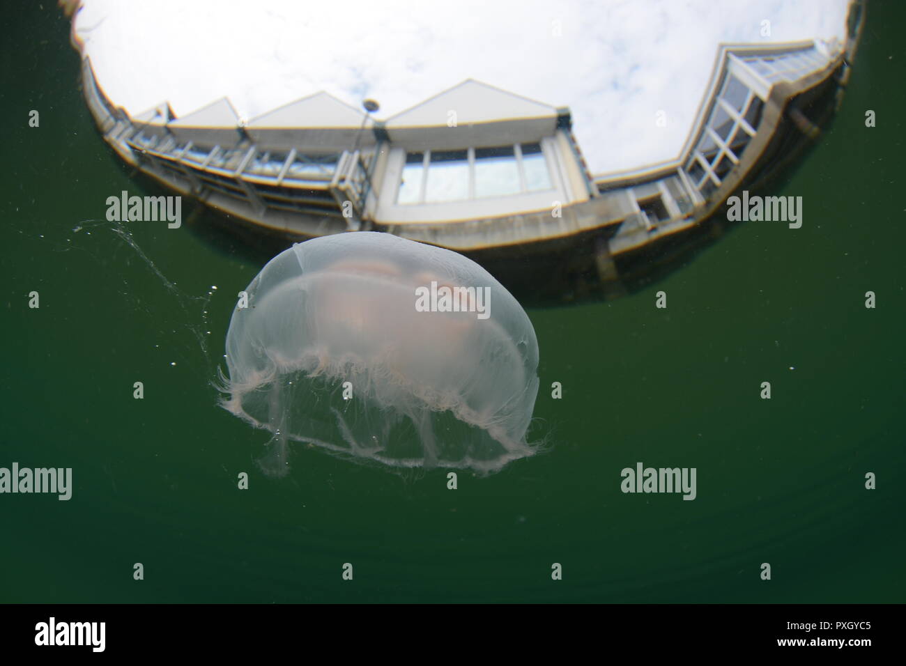 À méduse de lune Town Quay,Southampton Banque D'Images