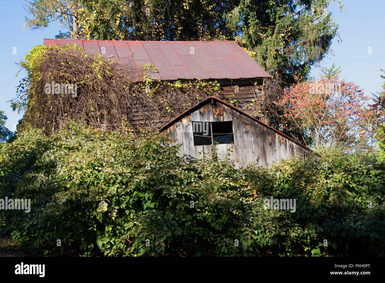 Une vieille grange abandonnée et envahie à Saratoga Springs, NY, USA Banque D'Images